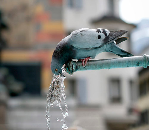 All living creatures need water to survive