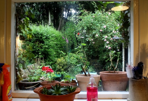 looking at my garden from the kitchen window 