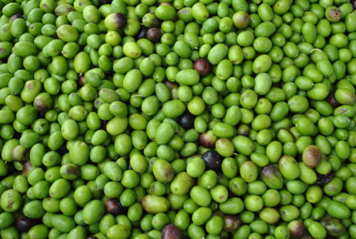 olives from Tuscany