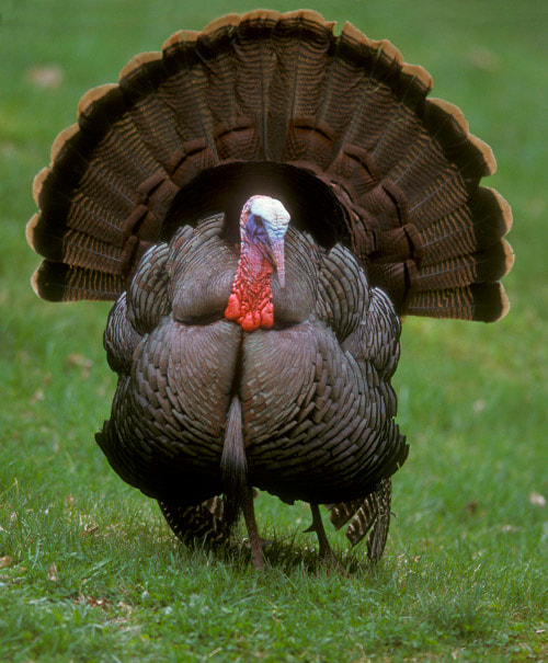 a prime example of a turkey
